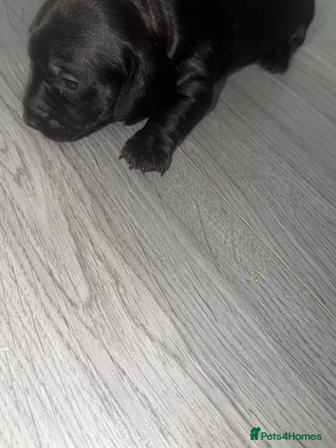 Miniature Dachshund dogs for sale: Miniature dachshunds  - Advert 2