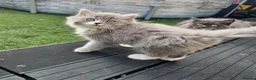 British Longhair cats for sale: 2 girls 1 boy British longhair mix - Advert 14