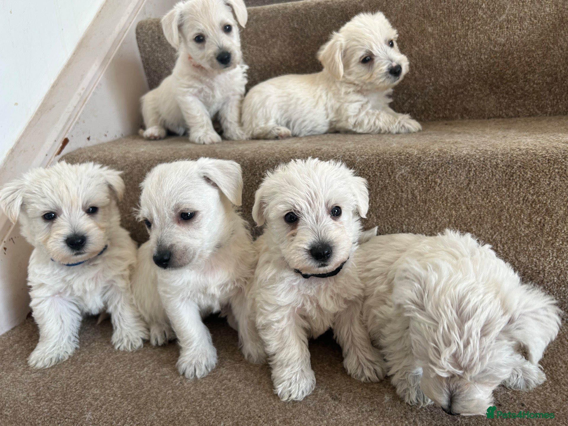 Westiepoo dogs Beautiful Westiepoo pups - Advert 2