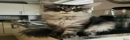 Maine Coon cats for sale: ✨Last 2 Gorgeous Pure Breed Maine Coon Kittens✨ - Advert 31