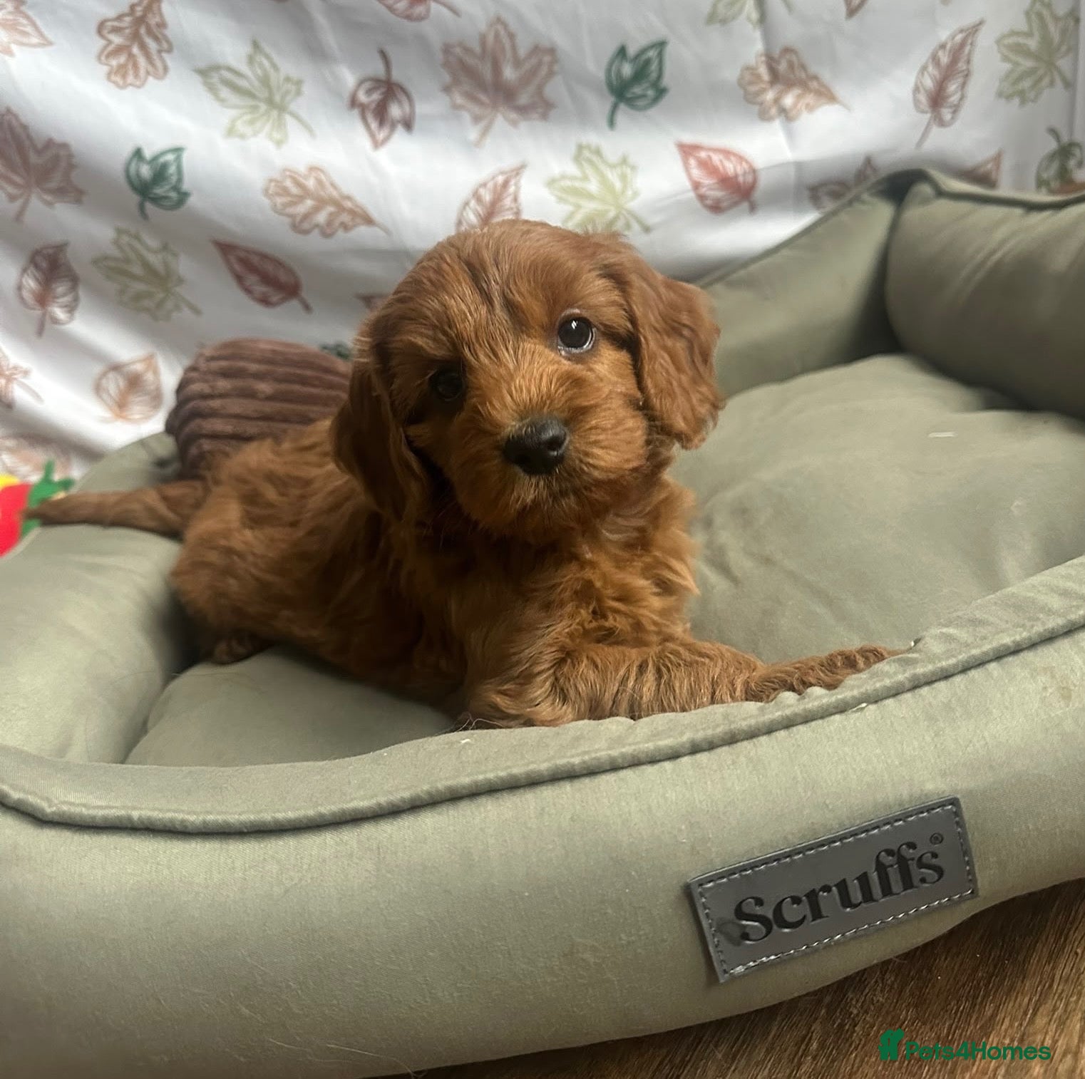 Cockapoo dogs HEALTH TESTED COCKAPOOS - Advert 1