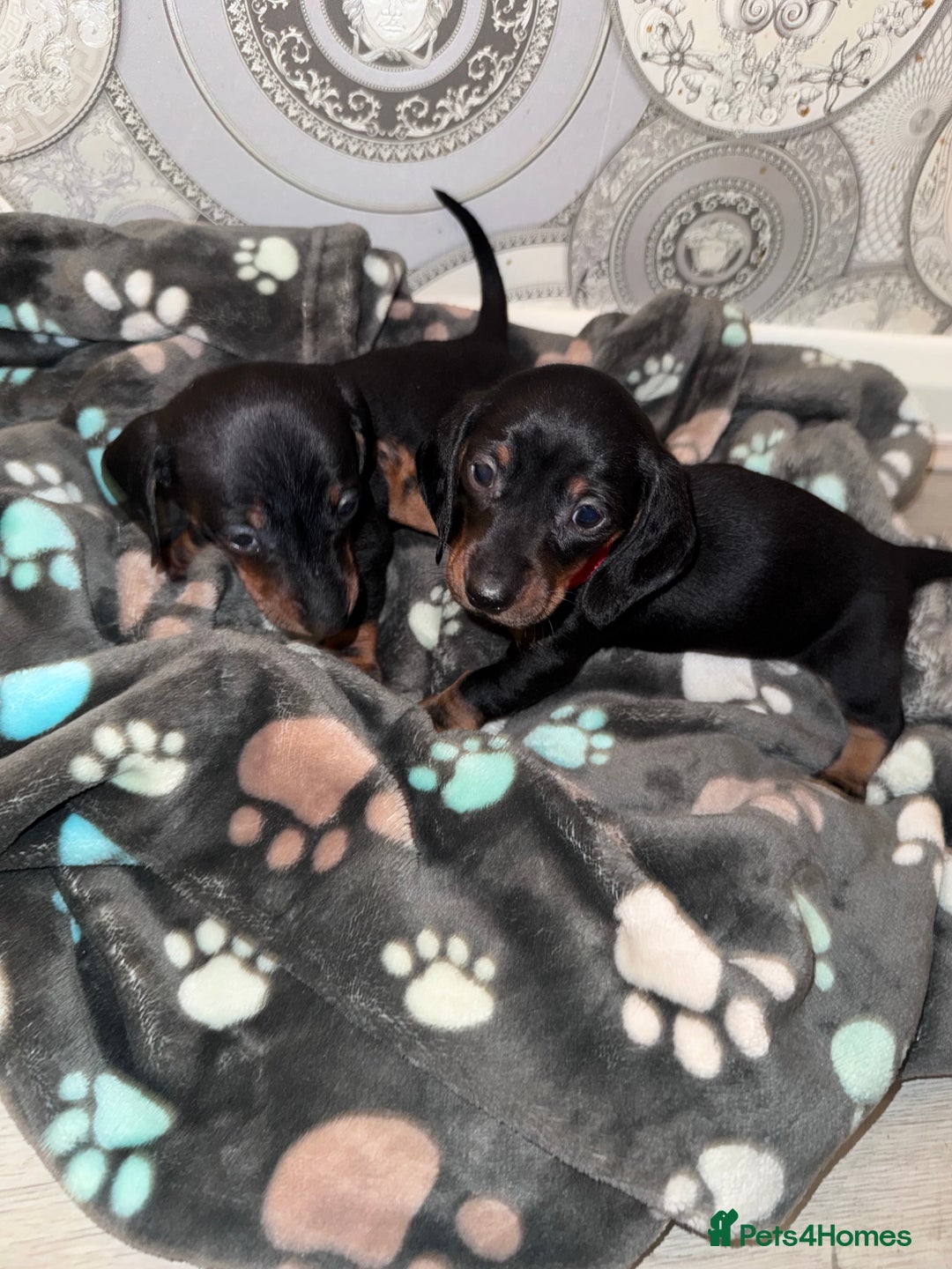 Dachshund dogs for sale: Dachshund Puppies  - Advert 13