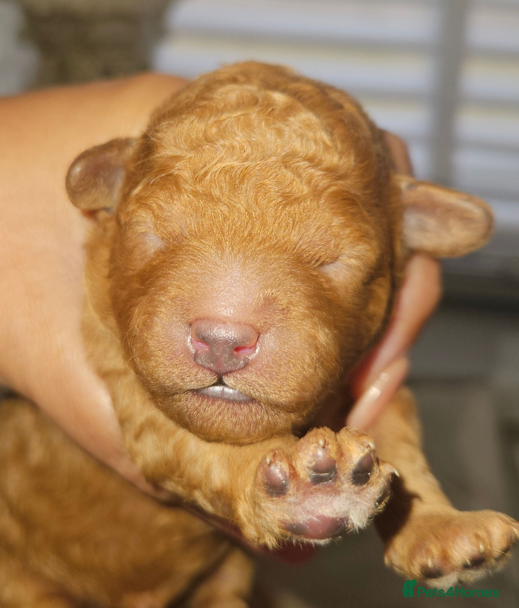 Toy Poodle dogs  Licensed breeder, kc DNA CLEAR tiny toy poodles! - Advert 2