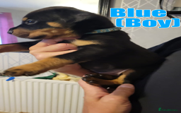 Rottweiler dogs for sale: ROTTWEILER PUPPIES - Image 5