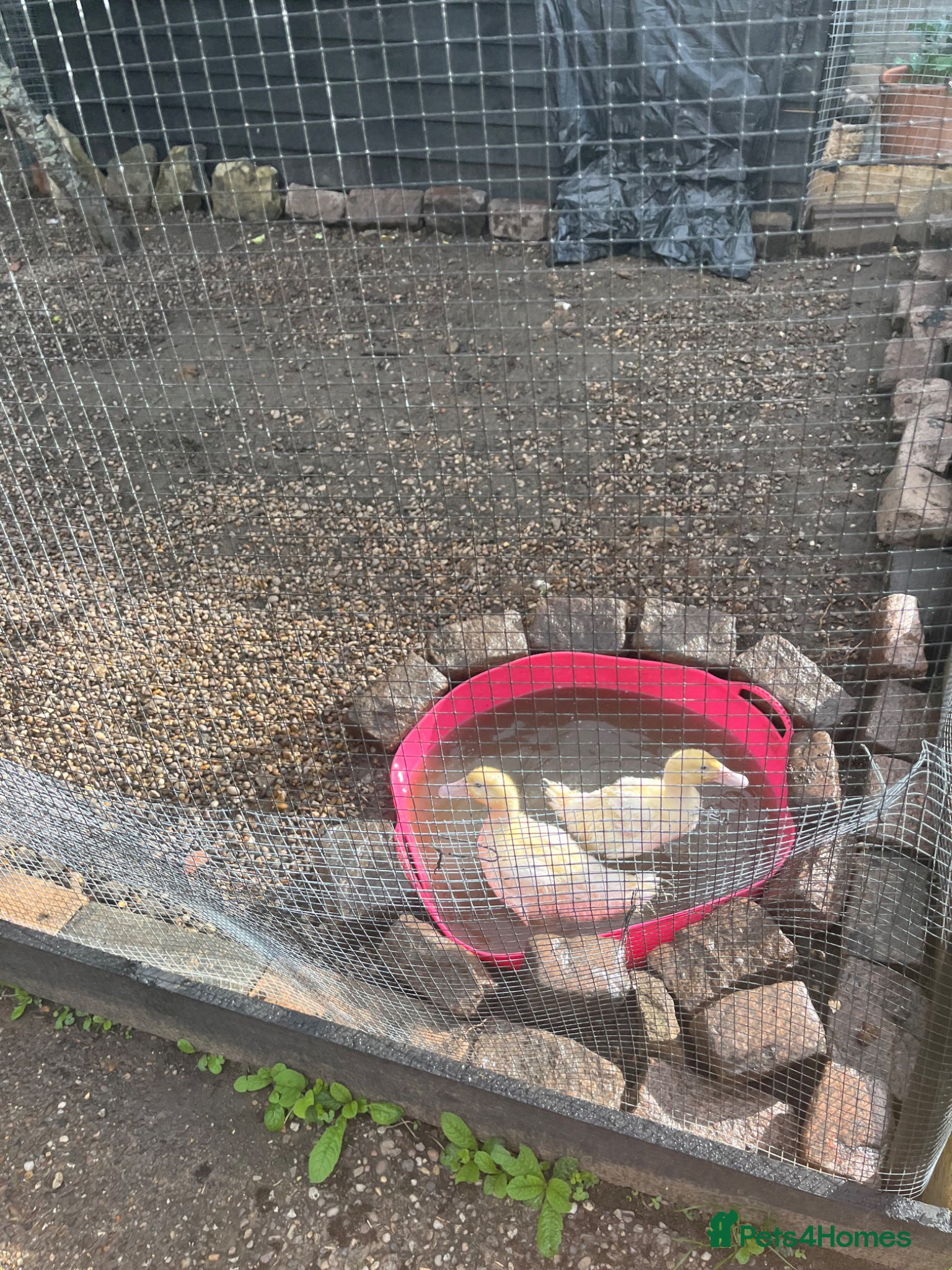 Ducks poultry for sale: Chery valley ducks  - Advert 2