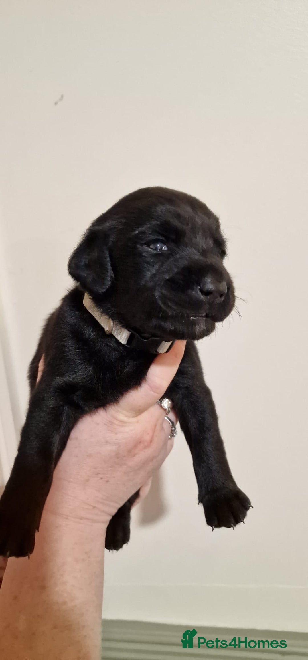 Labrador Retriever dogs for sale: KC Registered Black Lab (1 Girl, 1 boy remaining) - Image 37