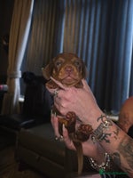 Dachshund dogs daschund puppies 1 chocolate male left 3 weeks old - Advert 9