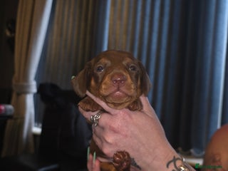 Dachshund dogs daschund puppies 1 chocolate male left 3 weeks old - Advert 11