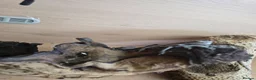 Bearded Dragon reptiles for sale: Baby bearded dragon  in Bridgend - Advert 25