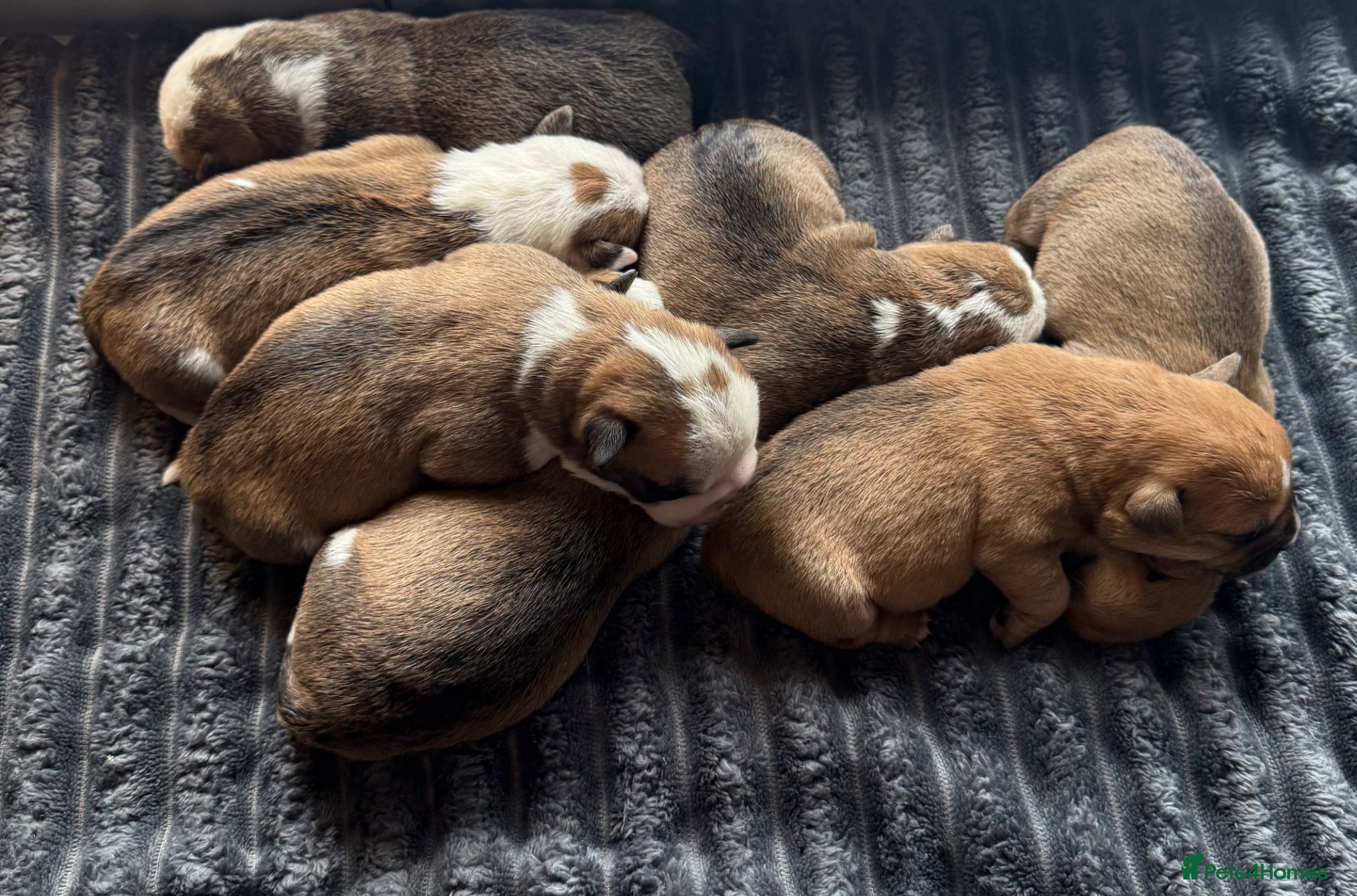 Mixed Breed dogs for sale: Fluffy English bull dogs  in Walsall - Advert 6