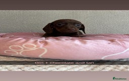 Miniature Dachshund dogs for sale: ***rainbow litter🌈*** - Image 7