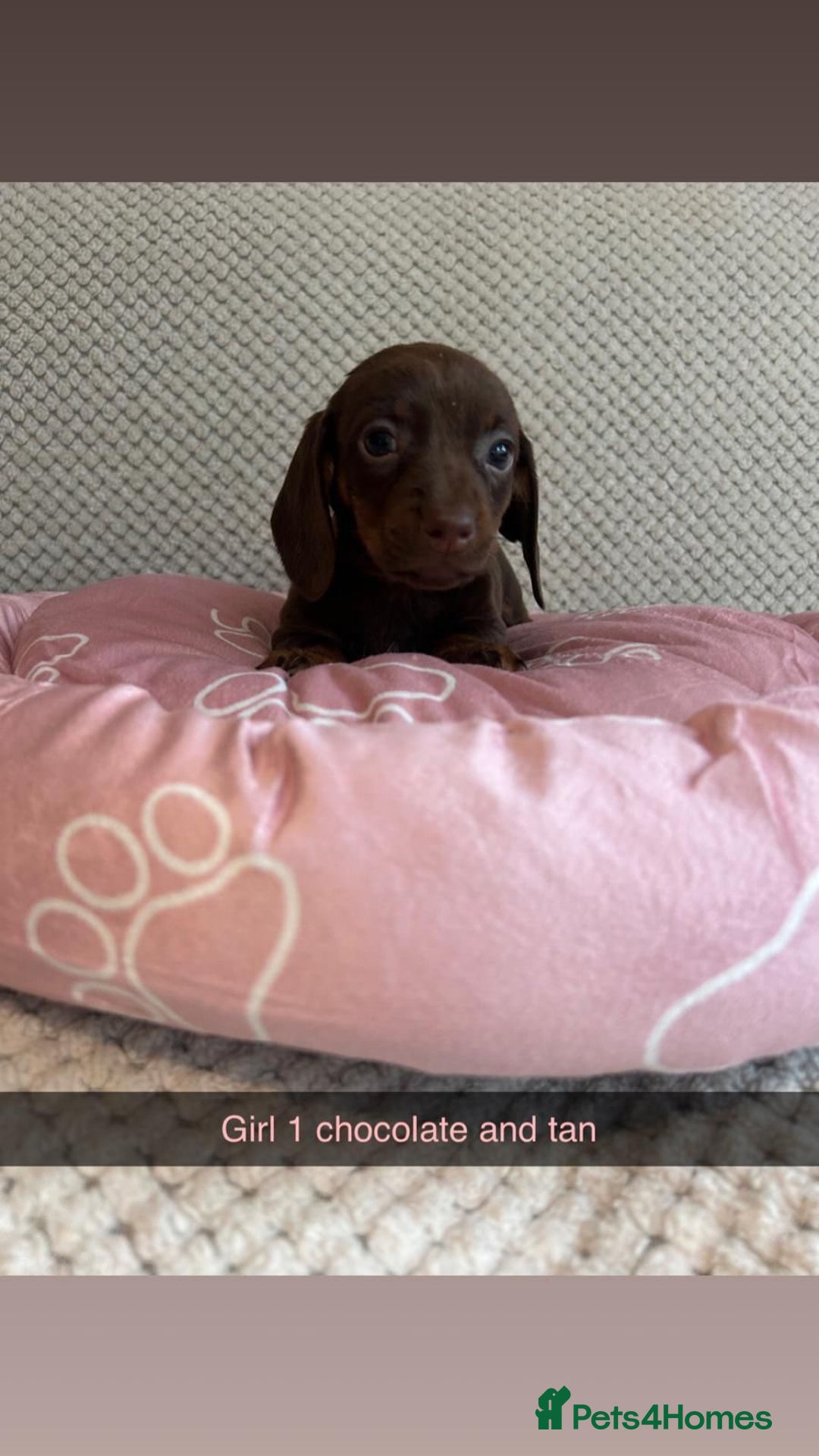 Miniature Dachshund dogs for sale: ***rainbow litter🌈*** - Image 7
