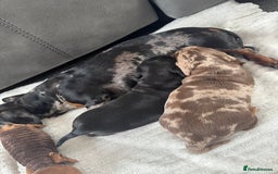 Miniature Dachshund dogs for sale: Gentle Smoothhair mini doxies for sale - Image 8