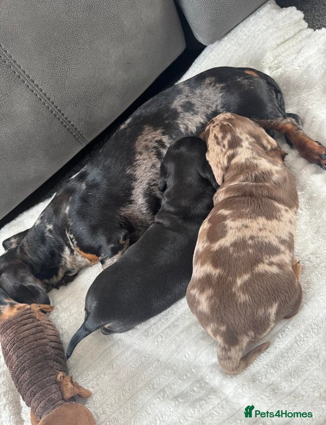 Miniature Dachshund dogs for sale: Gentle Smoothhair mini doxies for sale - Image 8