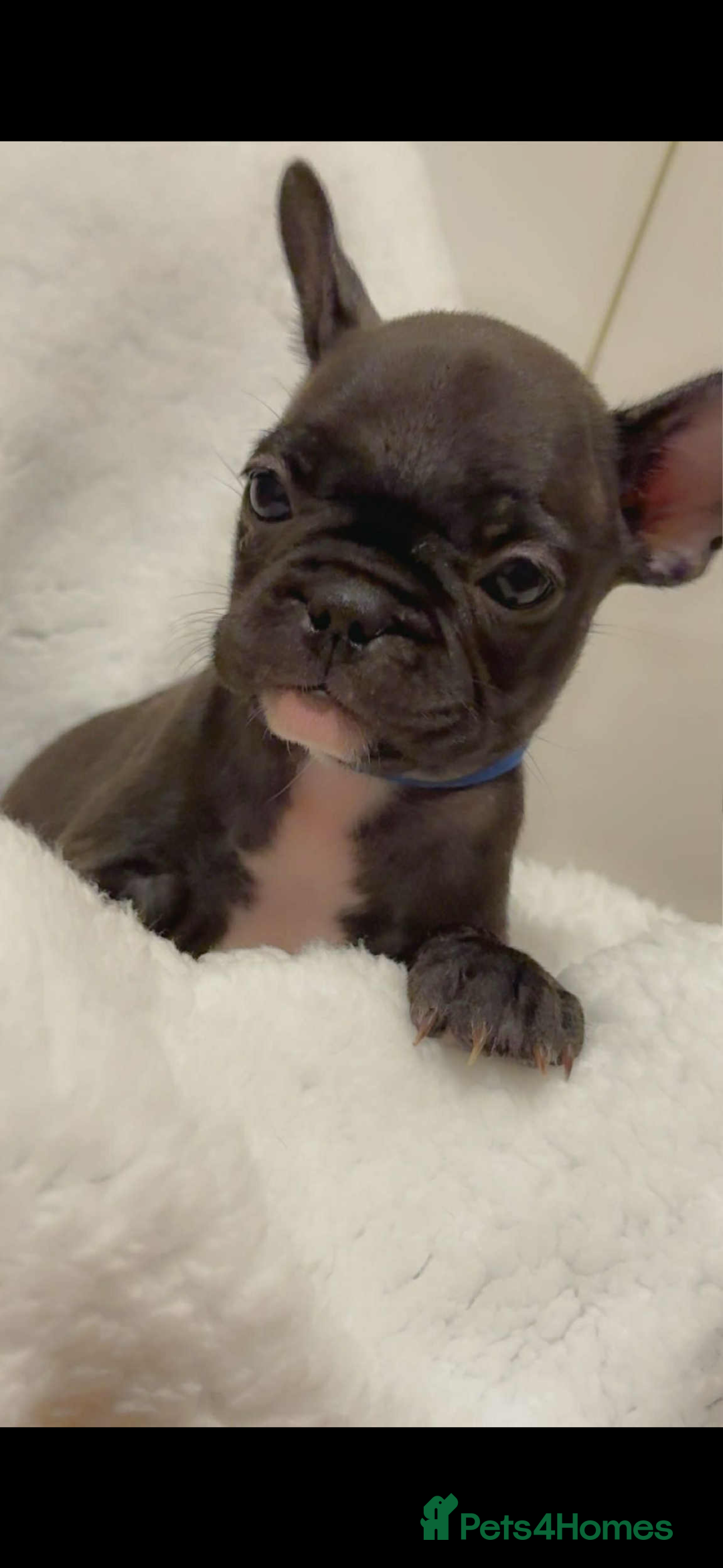 French Bulldog dogs for sale: French puppies  - Advert 18