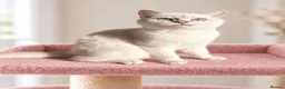 British Shorthair cats for sale: TICA Beautiful British Shorthair Kittens - Advert 14