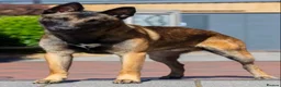 Belgian Shepherd Dog dogs for sale: Fully trained Belgian Malinois for sale in Birkenhead - Advert 2