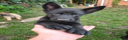 German Shepherd dogs for sale: DDR German Shepherds  - Advert 4