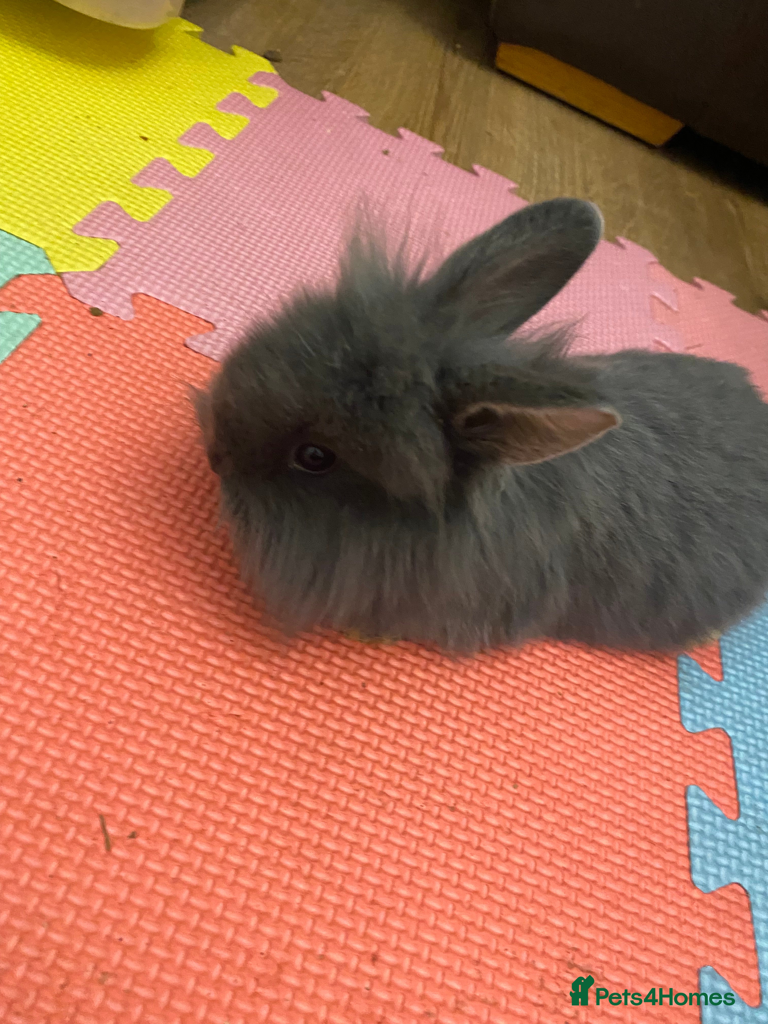 Lionhead rabbits I have there babies left for forever homes  - Advert 2