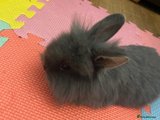 Lionhead rabbits I have there babies left for forever homes - Advert 1