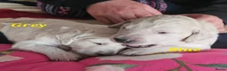 Double Doodle dogs for sale: Double Doodle Puppies (Hypoallergenic) - Advert 23