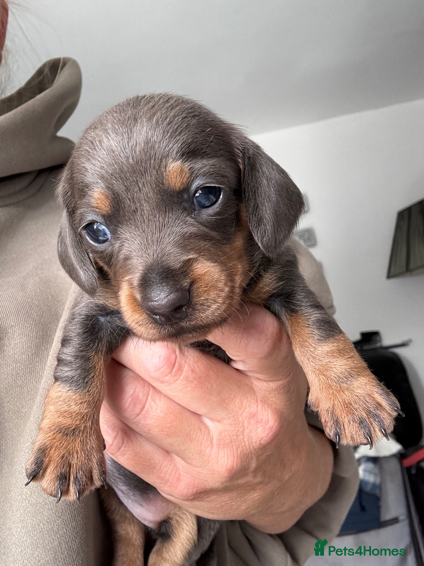 Dachshund dogs Miniature dachshund - Advert 13
