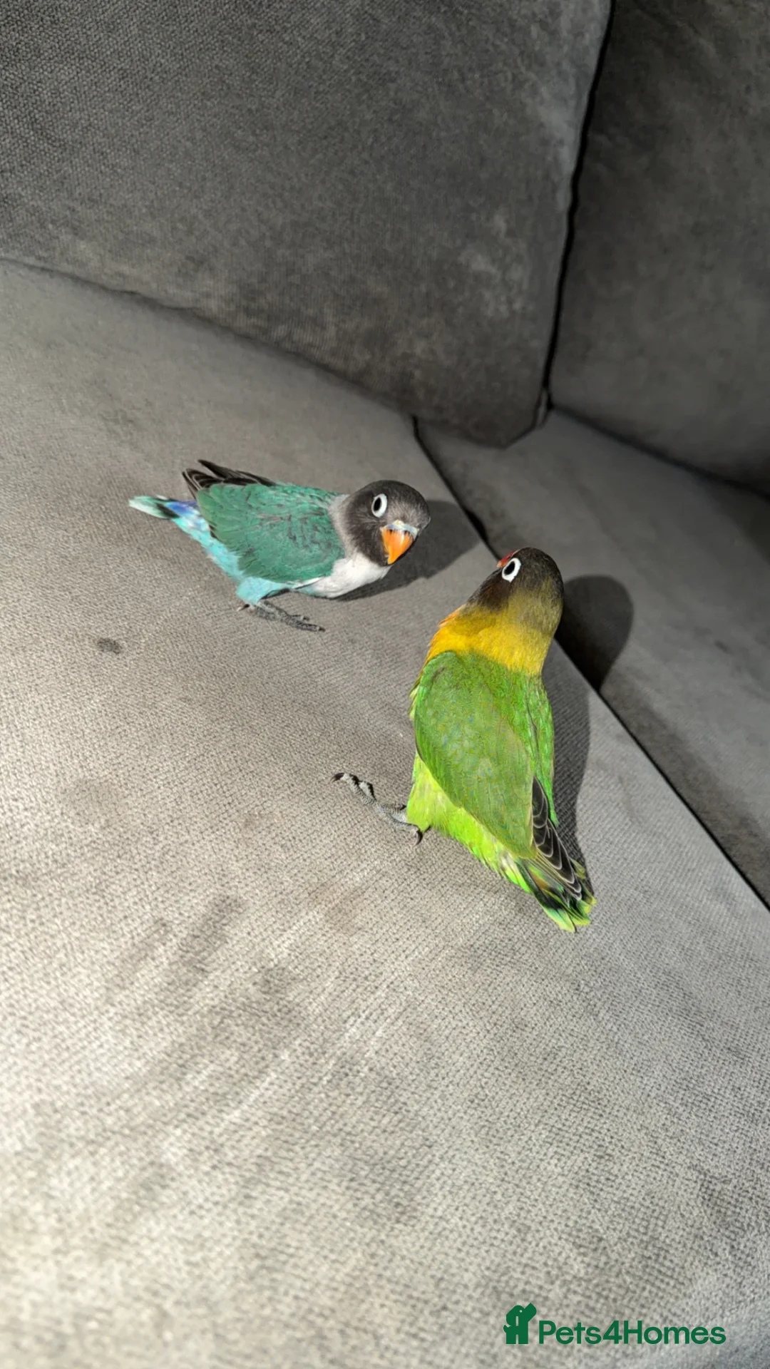 Lovebirds birds for sale: 8 week old love birds  - Advert 2