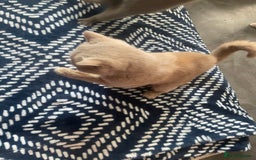 British Shorthair cats for sale: Beautiful British short hair kittens  - Image 15