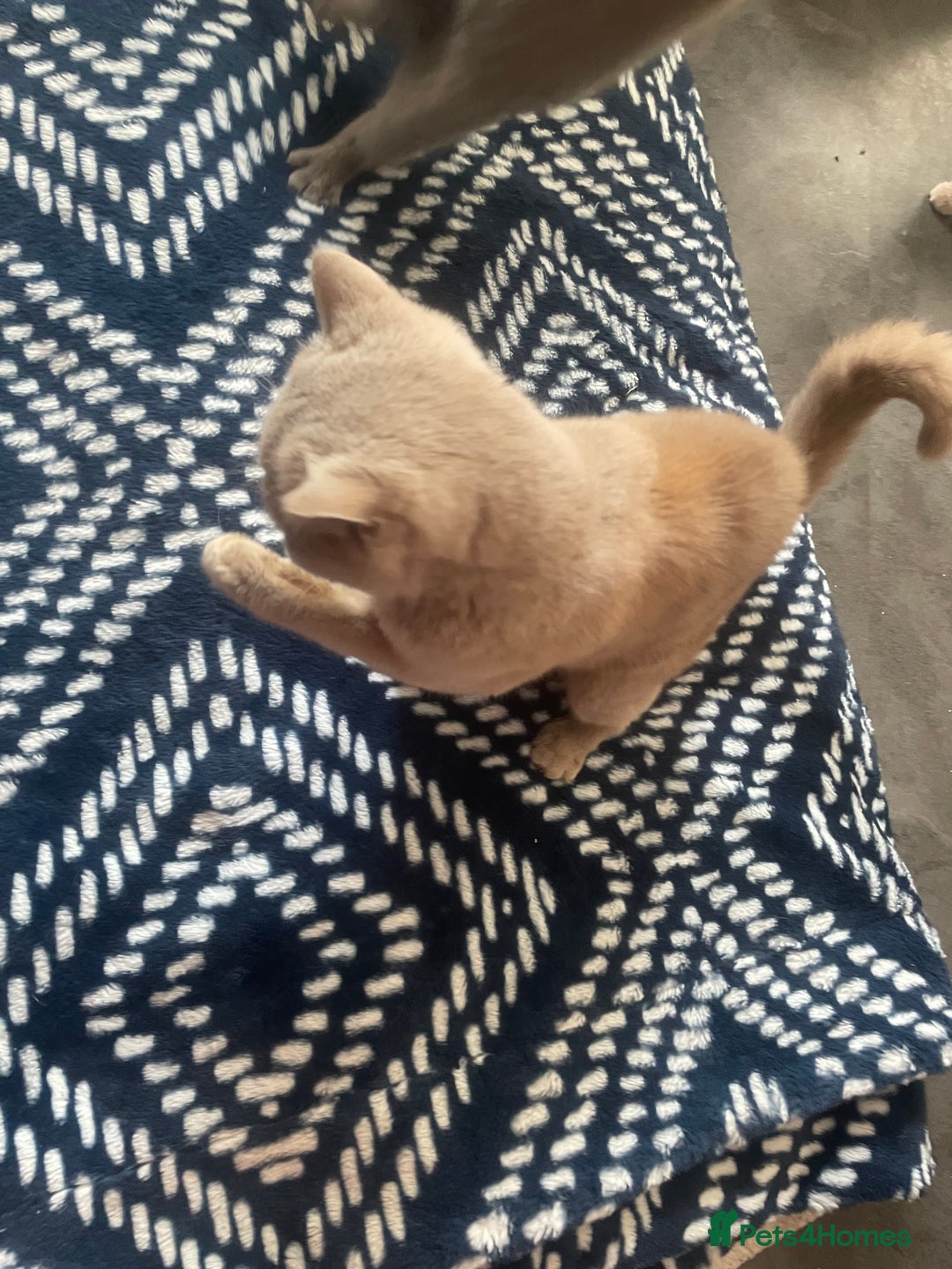British Shorthair cats for sale: Beautiful British short hair kittens  - Image 15