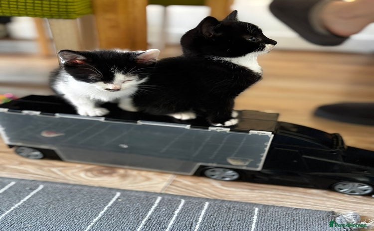 Mixed Breed cats 2 female + 2 male kittens  - Advert 10