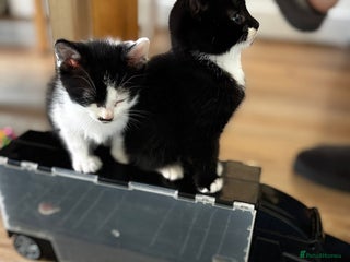 Mixed Breed cats 2 female + 2 male kittens - Advert 10