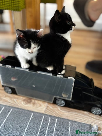 Mixed Breed cats 2 female + 2 male kittens - Advert 10