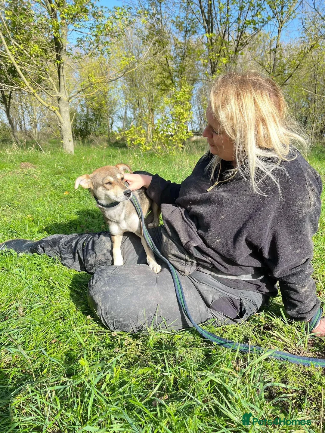 Mixed Breed dogs for adoption: Fizz - Norwich Norfolk  in Norwich - Advert 15