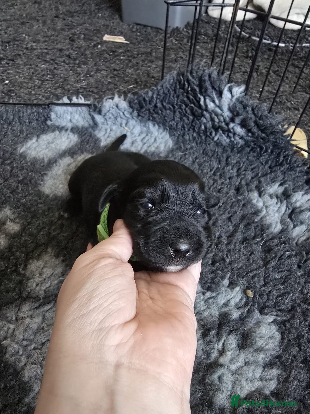 Mixed Breed dogs for sale: 8 Beautiful Puppies Looking for Forever Homes! - Advert 23