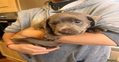 Labrador Retriever dogs - Advert 13