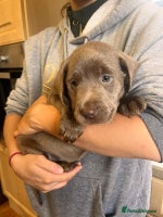 Labrador Retriever dogs - Advert 10