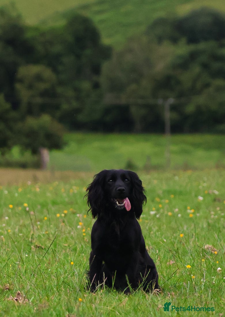 Cocker Spaniel dogs Working cocker spaniel puppy’s  - Advert 9