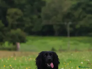 Cocker Spaniel dogs Working cocker spaniel puppy’s - Advert 9
