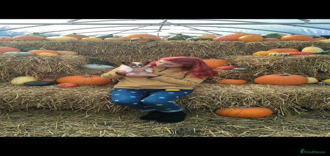 Gallery Image {{count}}