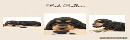 Cocker Spaniel dogs for sale: Show Cocker spaniels  in Maidstone - Advert 10