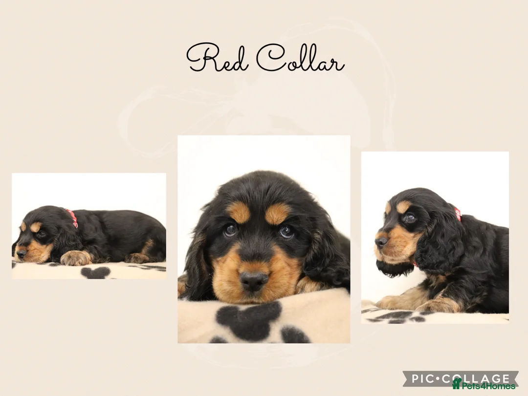 Cocker Spaniel dogs for sale: Show Cocker spaniels  in Maidstone - Advert 10
