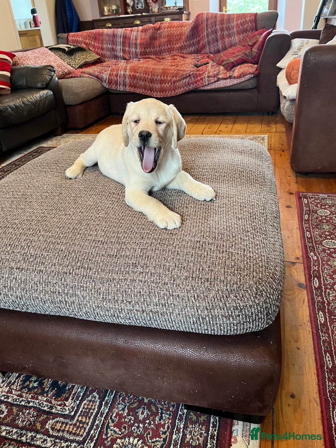 Labrador Retriever dogs for sale: Extensively health tested white chunky Labradors  - Advert 11