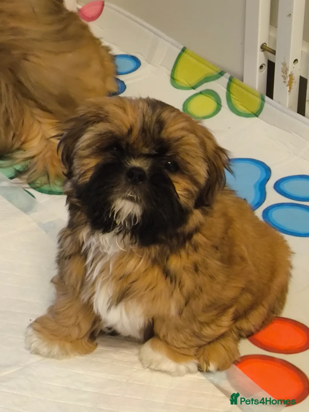 Shih Tzu dogs for sale: Standard Pure breed Shih Tzu  - Advert 1