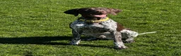 German Shorthaired Pointer dogs for sale: KC Registered German Shorthaired Pointer Puppies - Advert 5