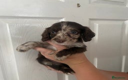 Cocker Spaniel dogs for sale: Merl cocker spaniel puppies  - Image 2