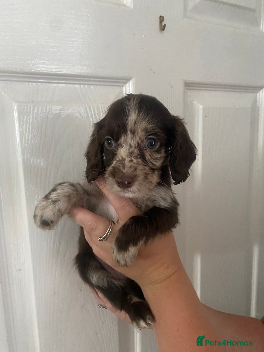 Cocker Spaniel dogs for sale: Merl cocker spaniel puppies  - Image 2