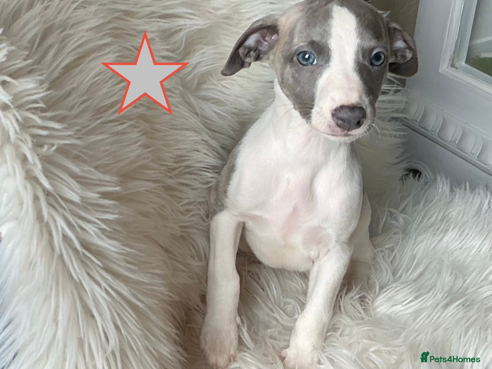 Whippet dogs KC Registered exceptional puppies  in Berwick-upon-Tweed - Advert 17