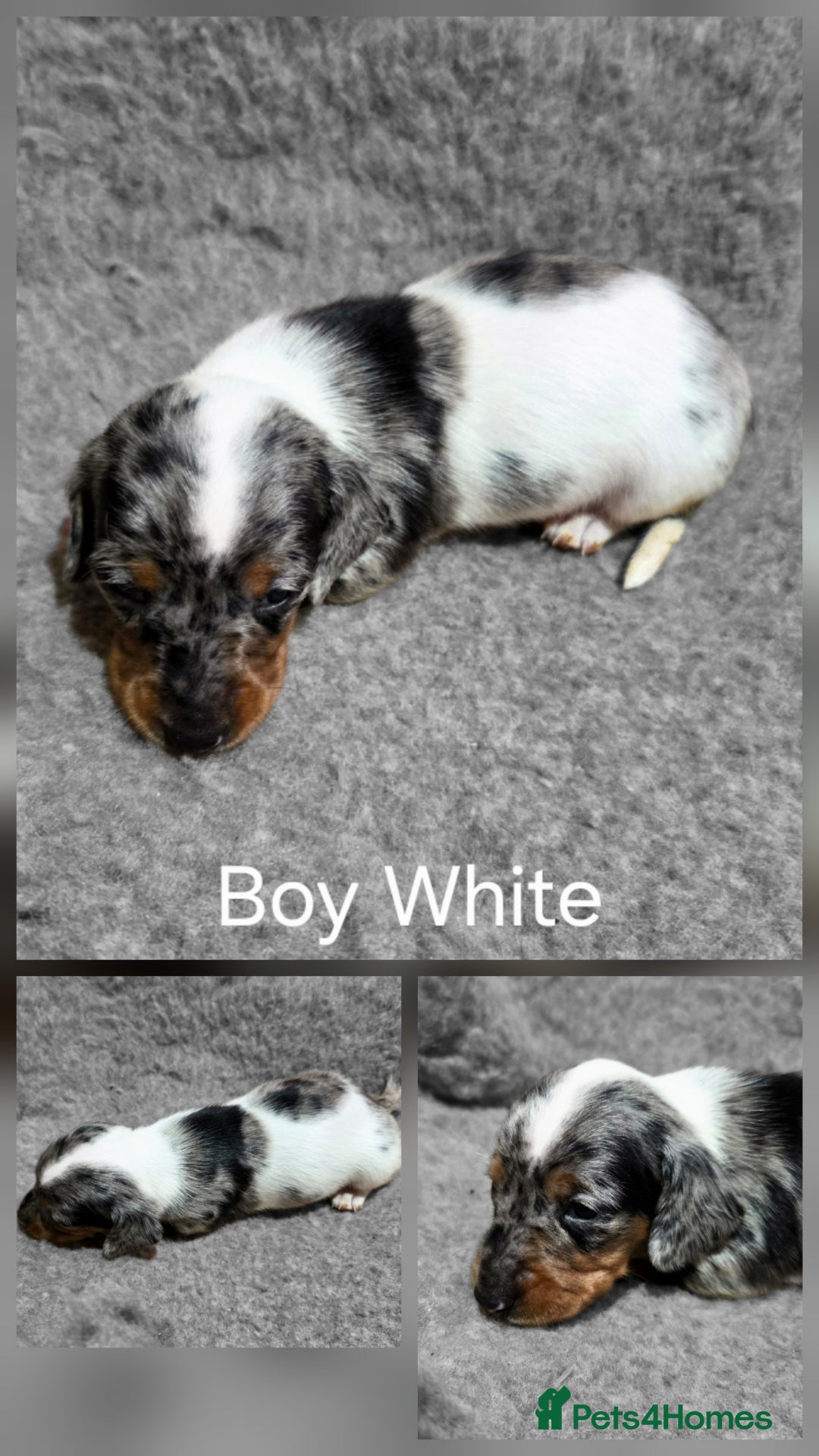 Dachshund dogs for sale: Beautiful Family Raised Daushound Puppies - Advert 12