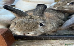 Mixed Breed rabbits for sale: Netherland Dwarf X Mini Lop - Image 7