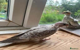 Cockatiels birds for sale: Gorgeous Baby Cockatiels  - Image 9